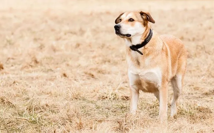 German Sheprador